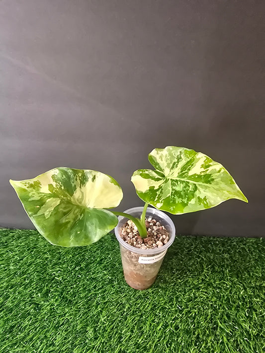 Alocasia Gageana Albo in pon