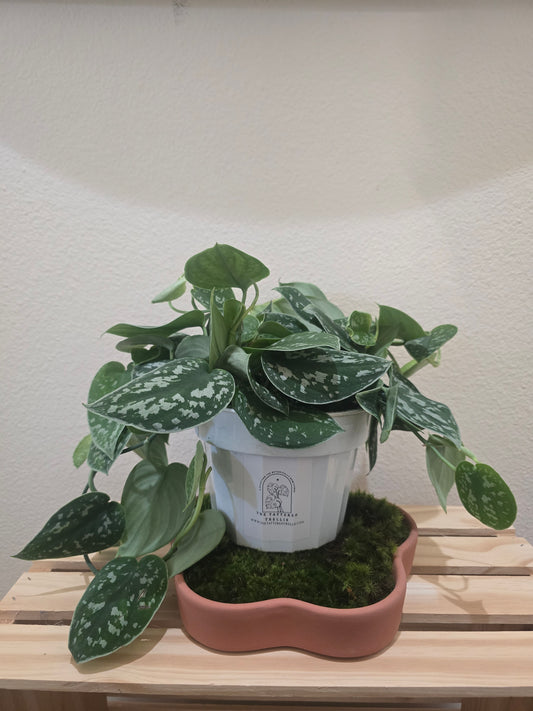 Pothos Satin 6"