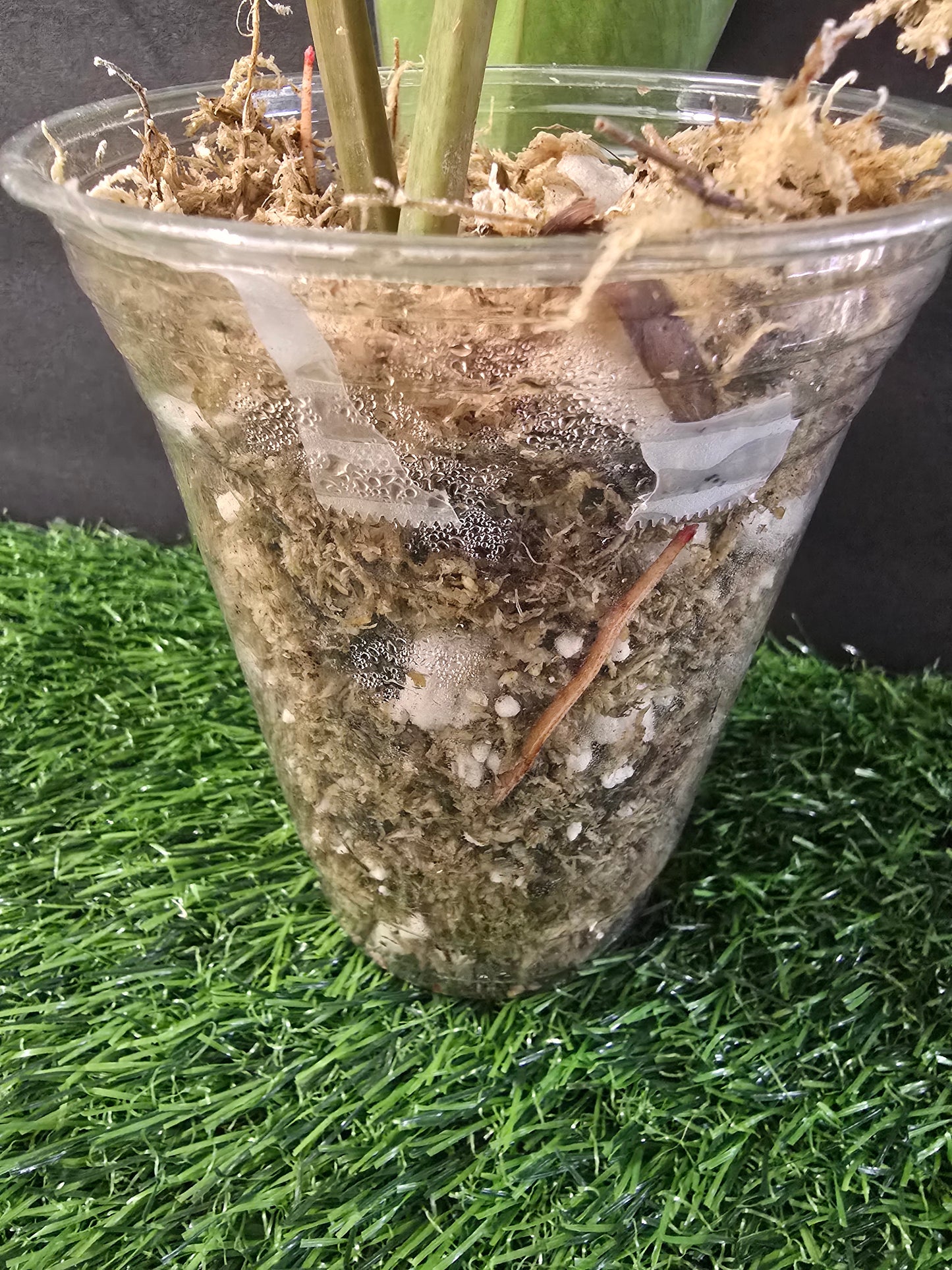 Philodendron Painted Lady