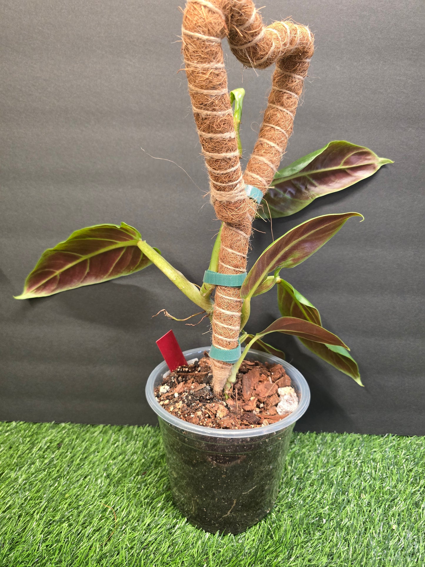 Philodendron Subhastium 6" on a pole