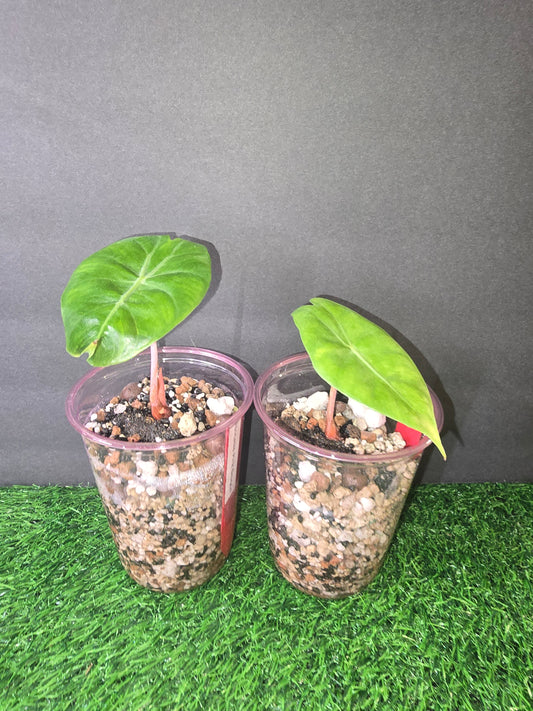 Alocasia Pink Dragon in Pon