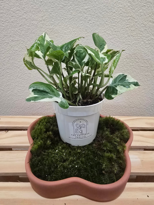 Pothos N'Joy 4"
