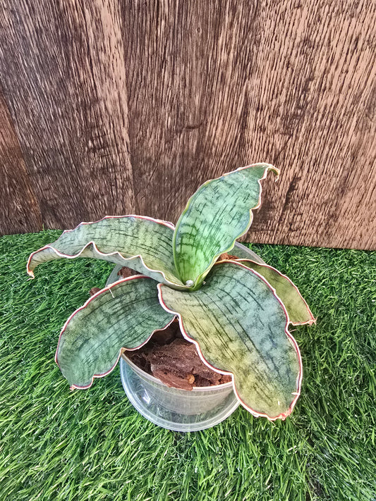 Sansevieria kirkii 'Silver Blue'