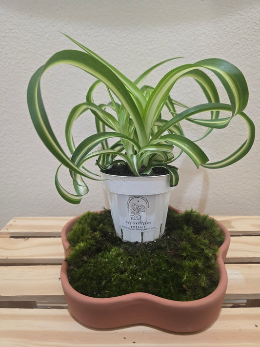 Spider Plant Bonnie 4"