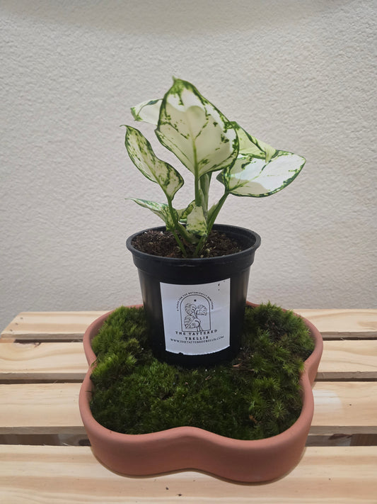 Aglaonema Spring Snow