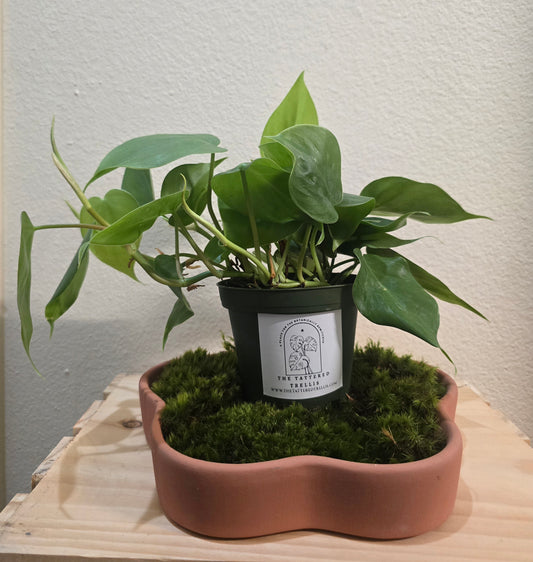 Philodendron Cordatum Heart leaf 4"