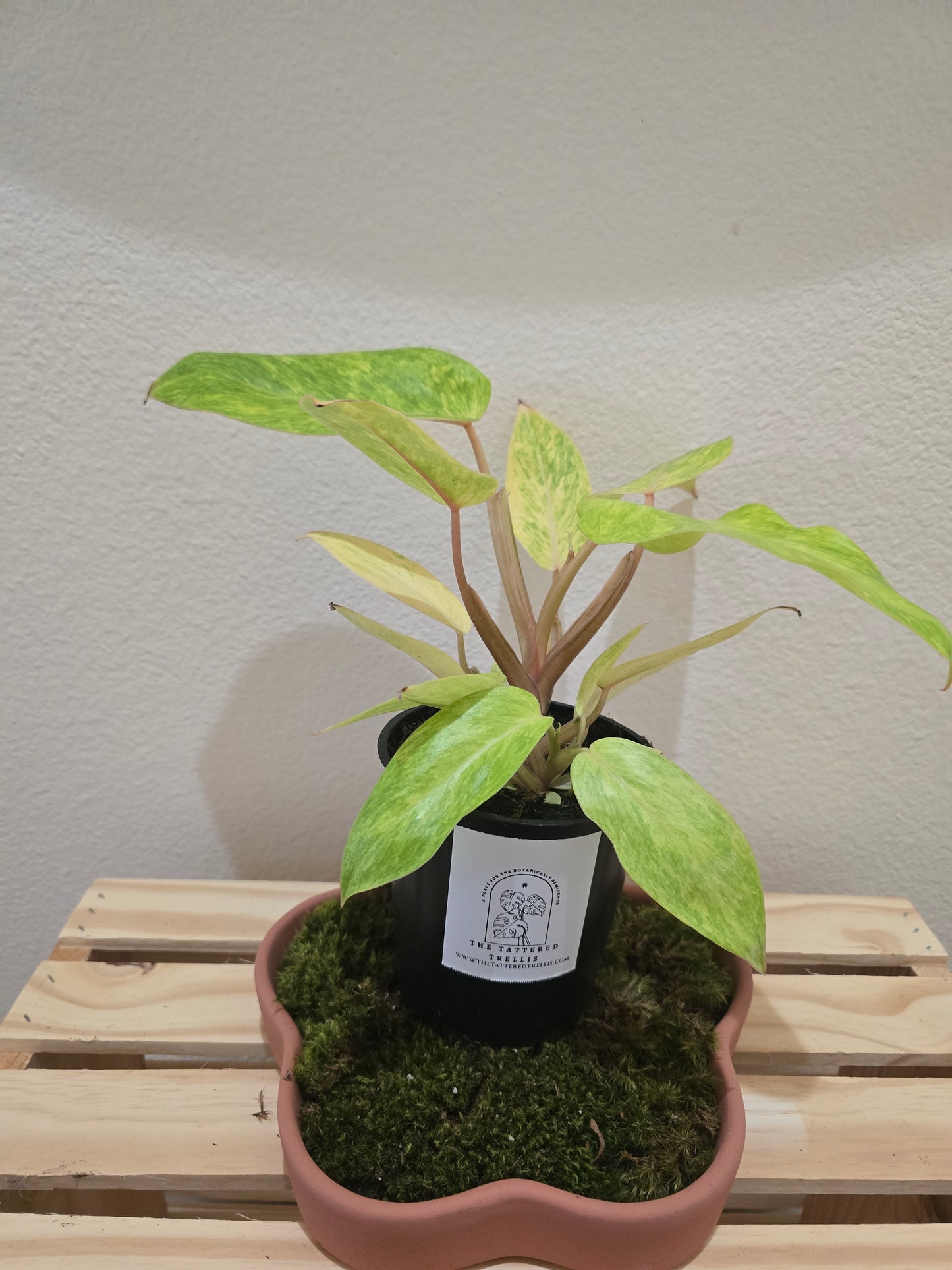 Philodendron Painted Lady 5"