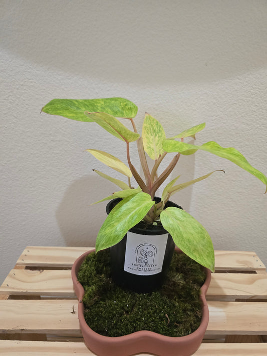 Philodendron Painted Lady 5"