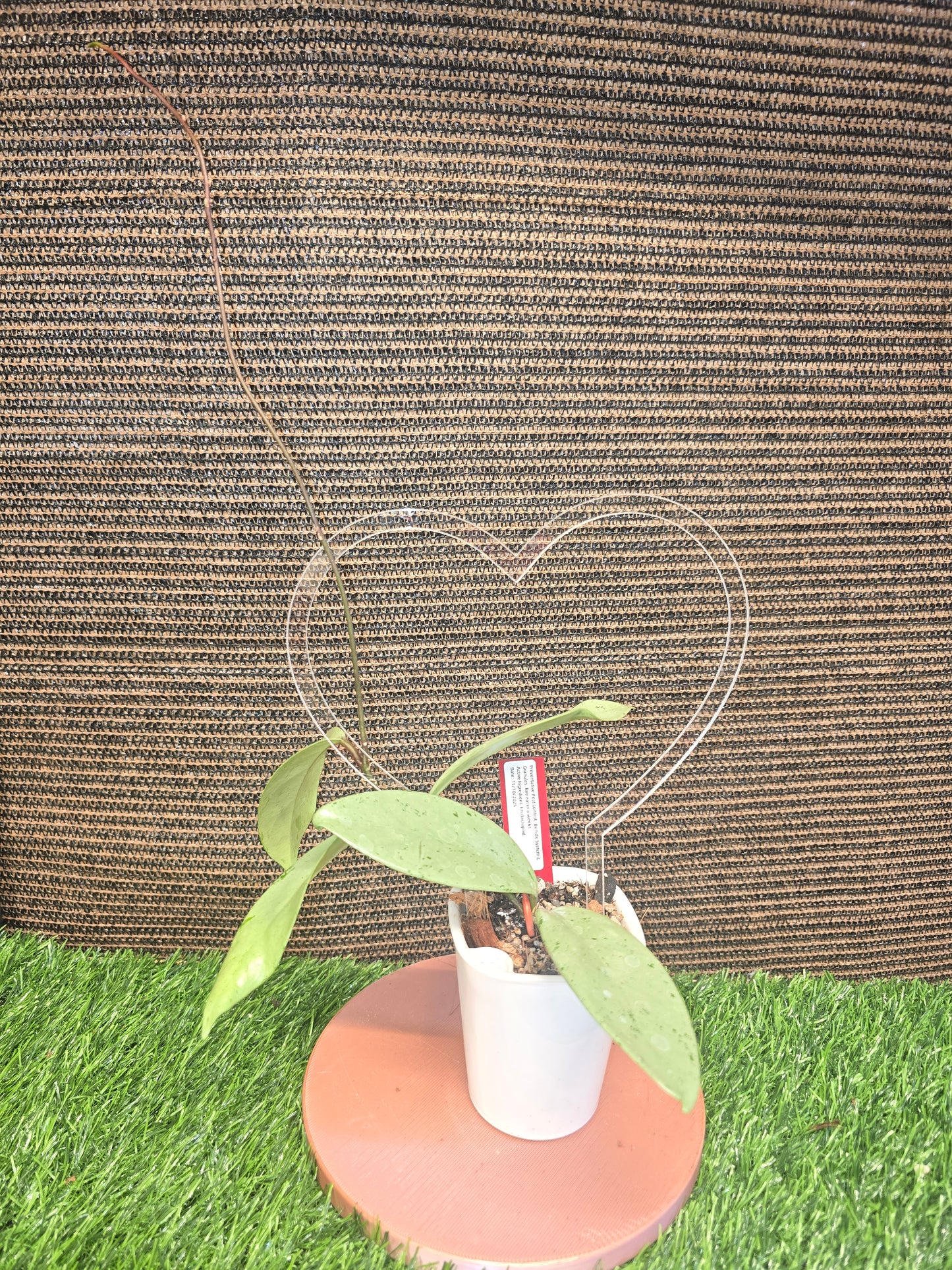 Hoya Publicalyx Pink Silver Ghost on a trellis