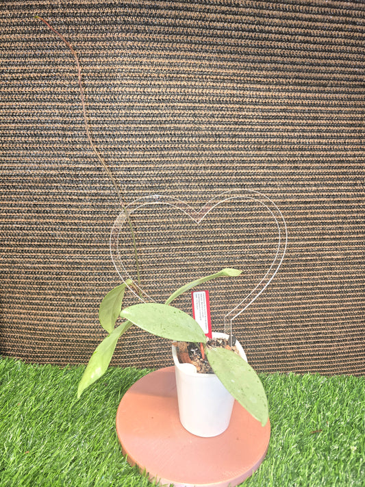 Hoya Publicalyx Pink Silver Ghost on a trellis