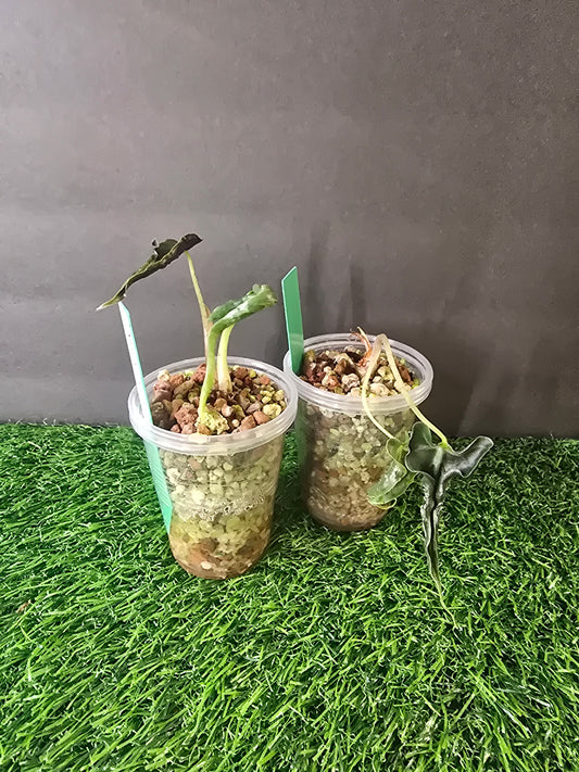 Alocasia Loco in pon 2"