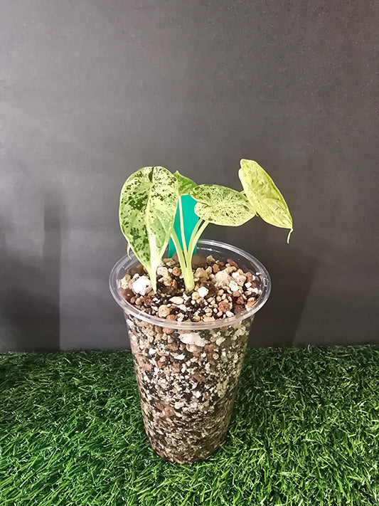 Alocasia Dragon Scale Mint in pon