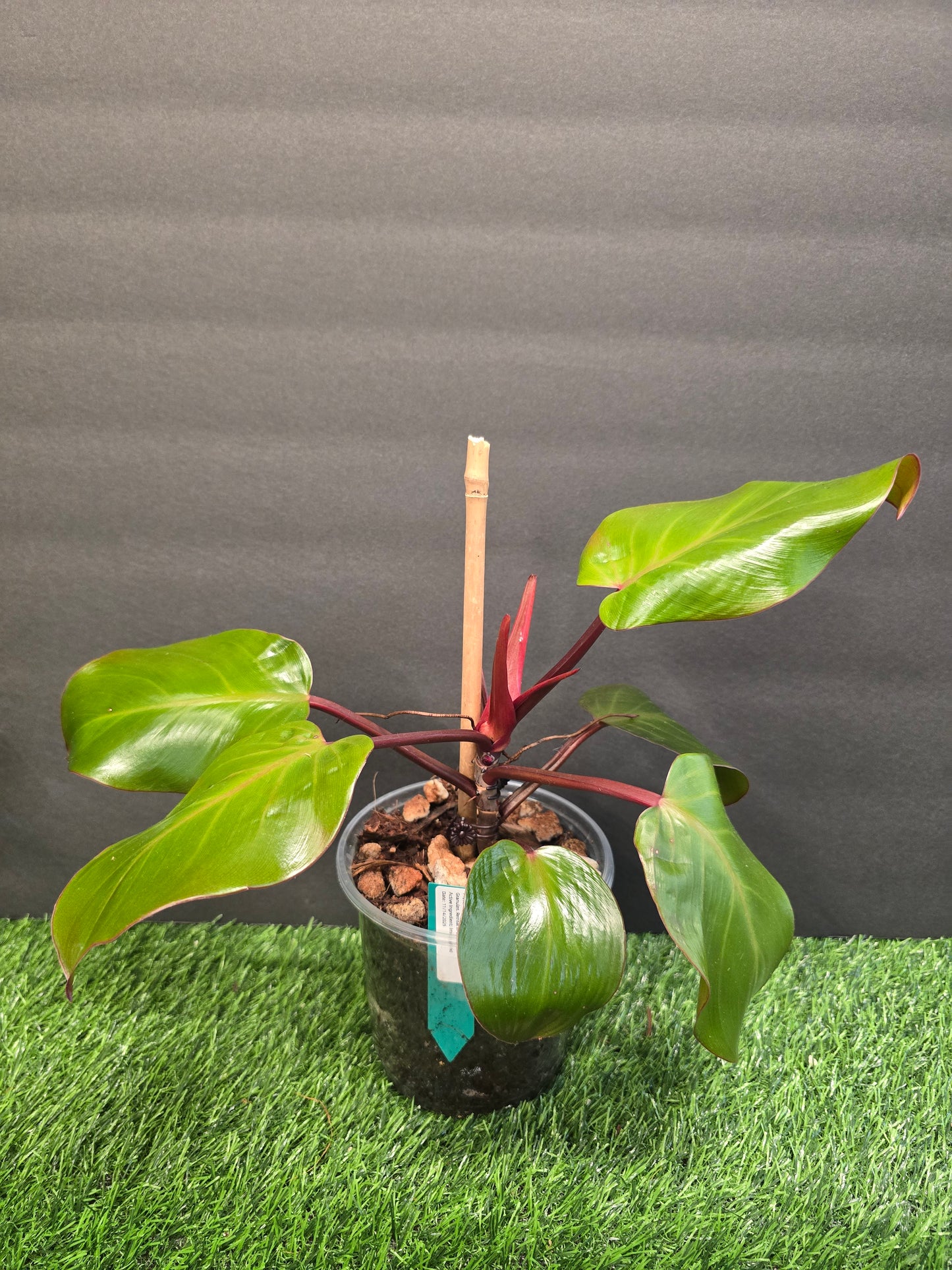 Philo McColleys Finale