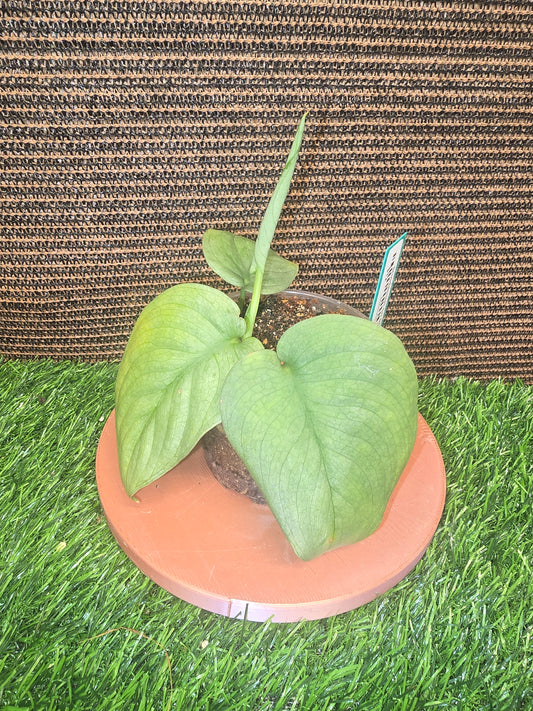 Scindapsus Sooo Silver