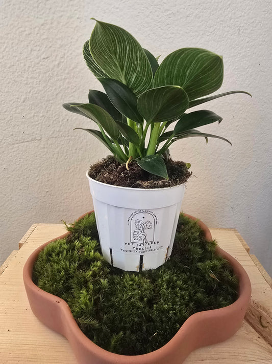 Philodendron Birkin 4"