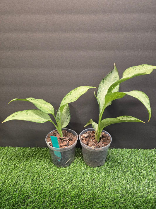 Dieffenbachia Tiki 4"