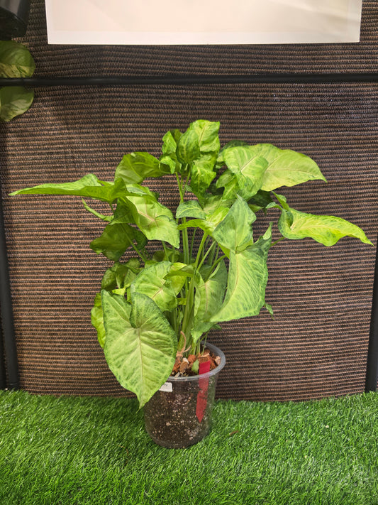 Syngonium Berry Allusion 6"