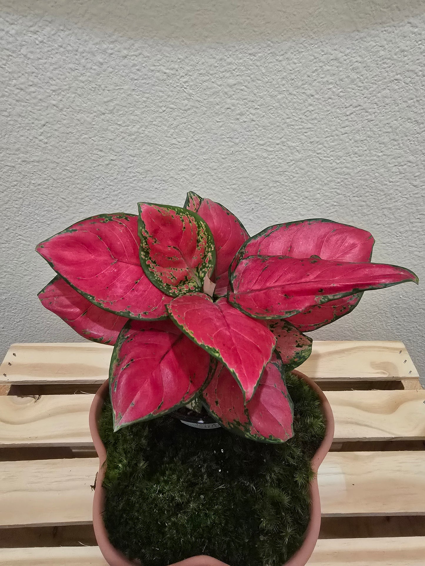 Aglaonema Super Red 4"
