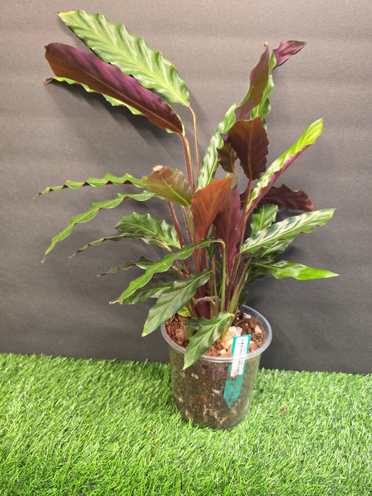 Calathea Rufibara