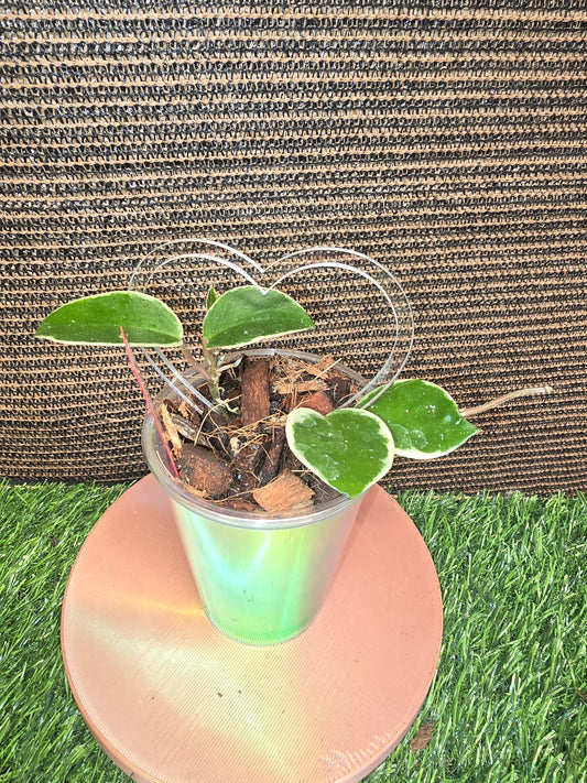 Hoya Amore W/trellis