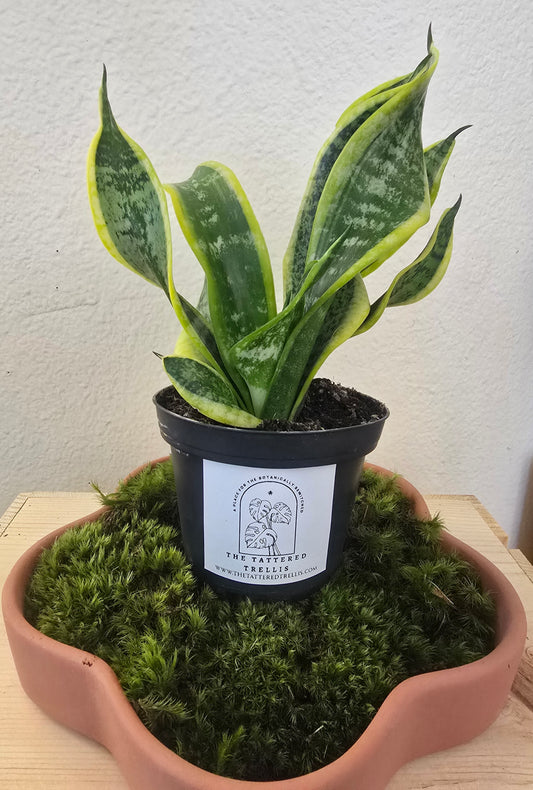 Twisted Sister Snake Plant 4"
