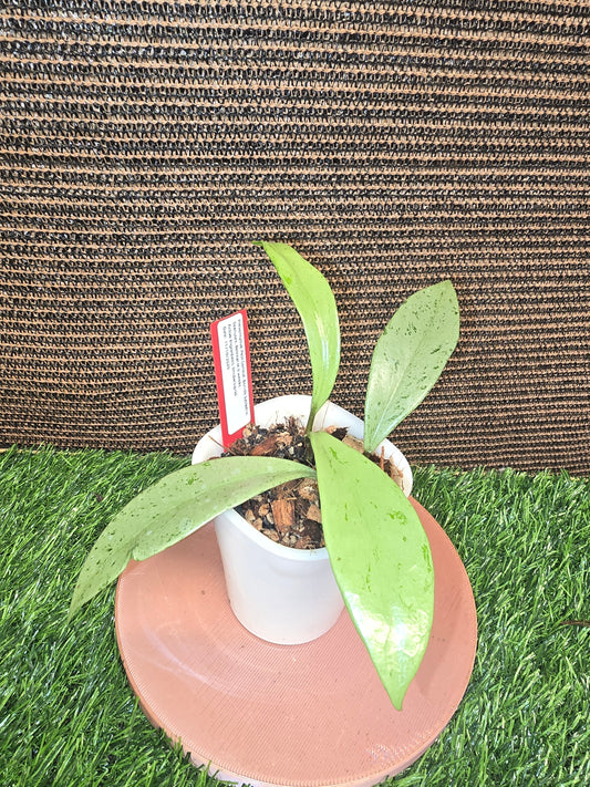 Hoya Pubicalyx Pink Silver Ghost