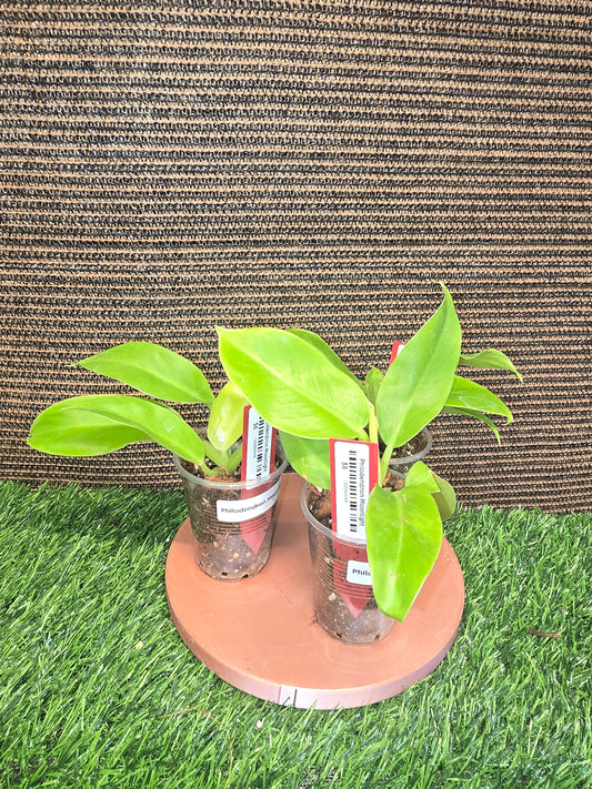 Philodendrons Moonlight