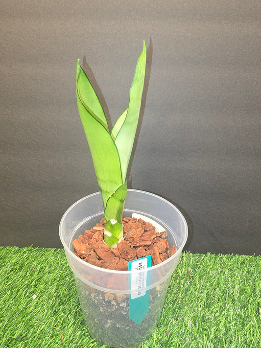 Sansevieria Moonshine