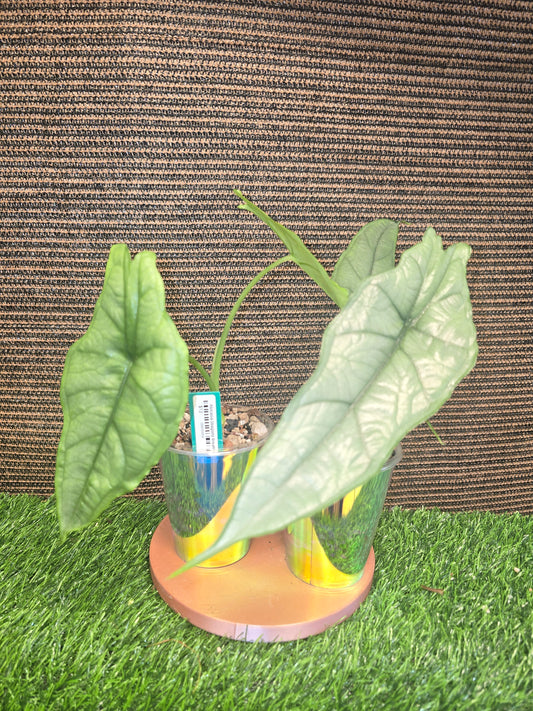 Alocasia Dragon's Breath in pon