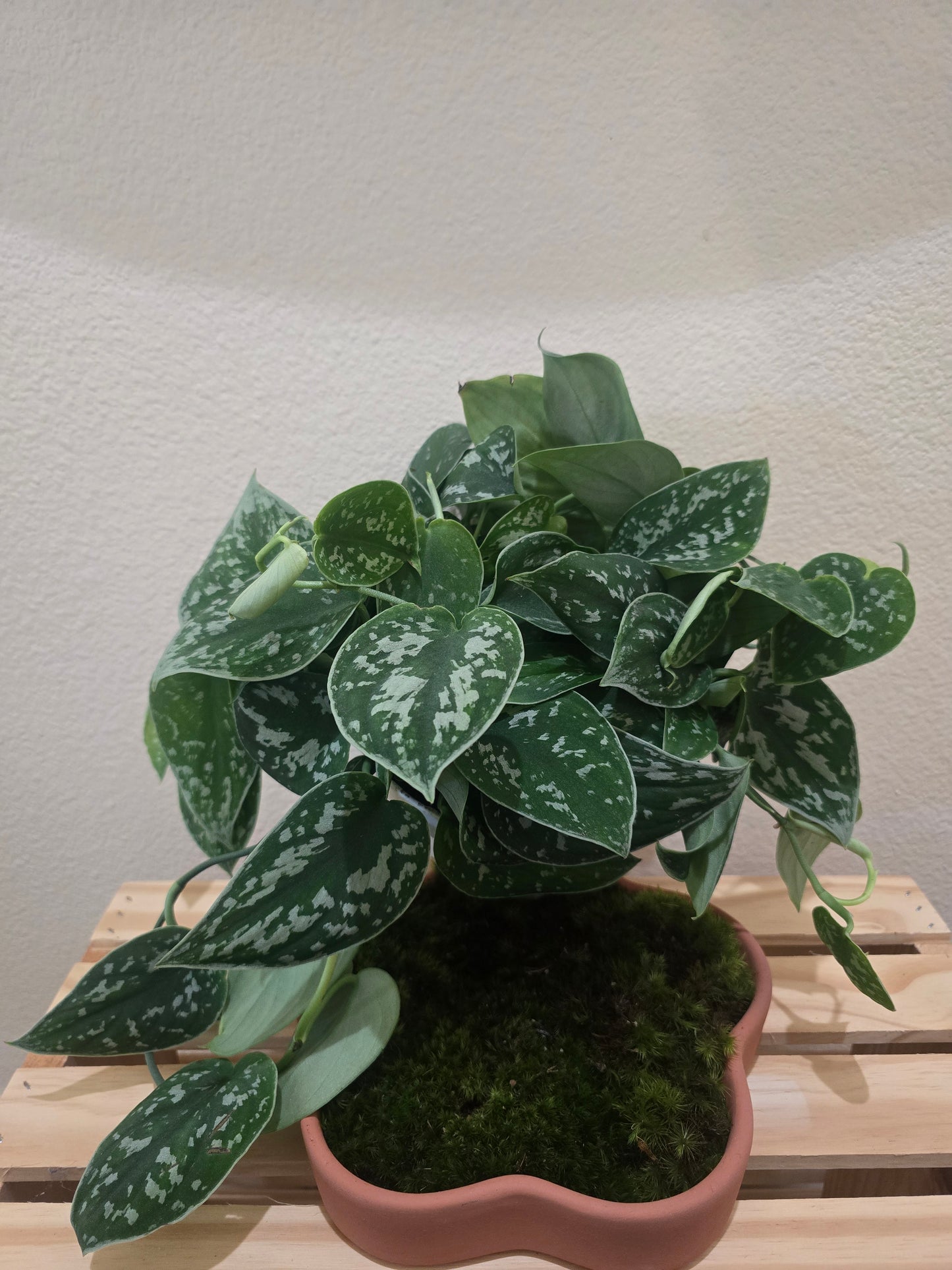 Pothos Satin 6"