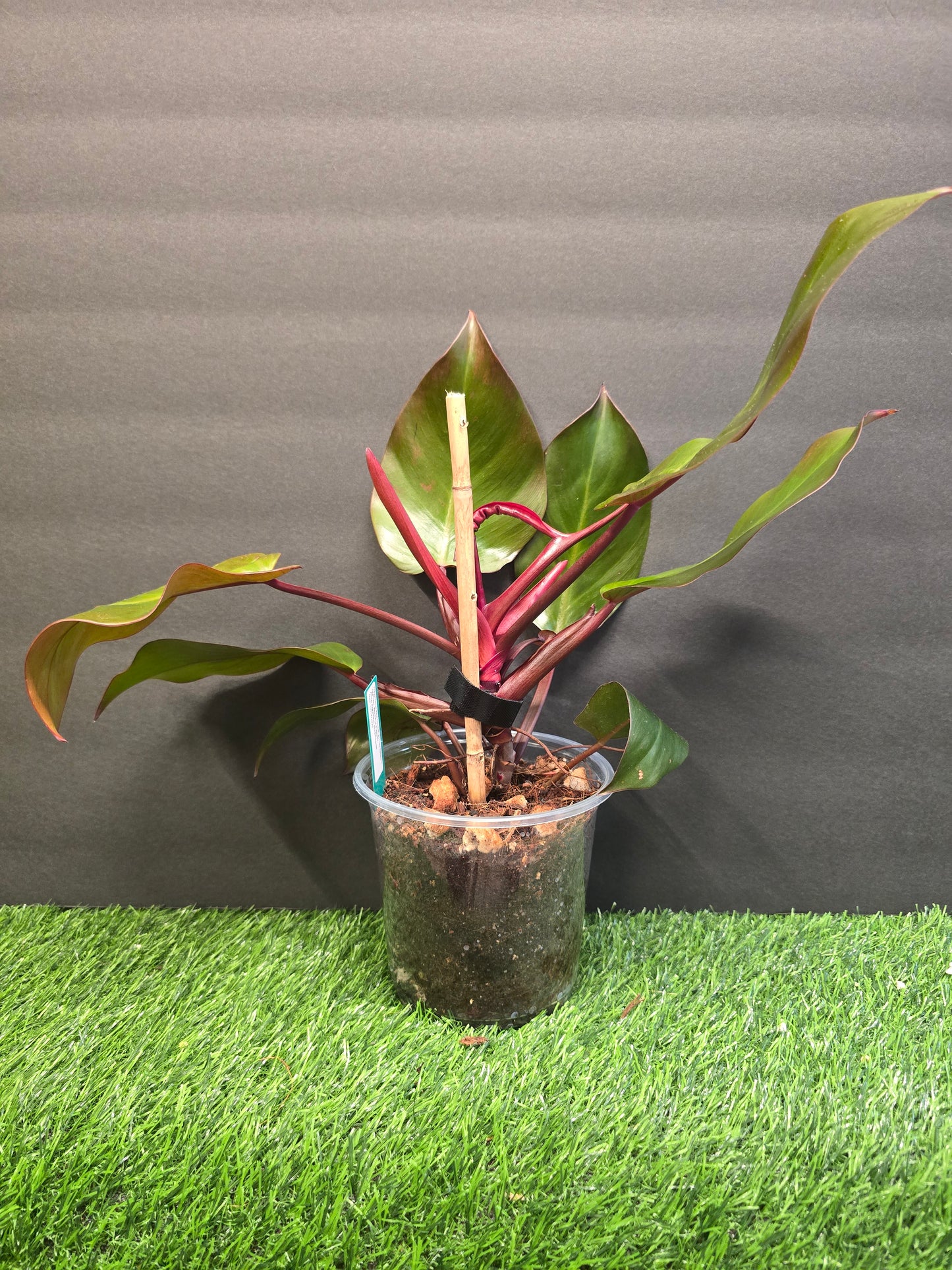 Philo McColleys Finale