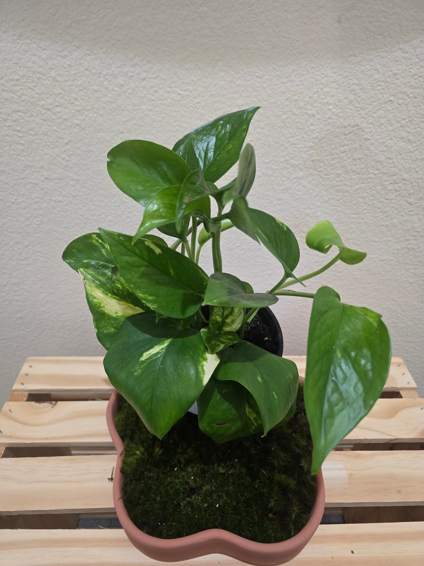 Golden Pothos 4"