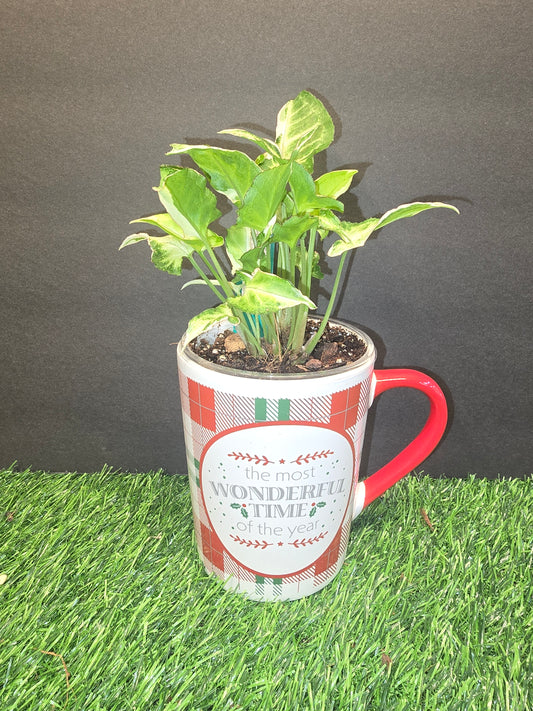 Starlite Syngonium In A Mug