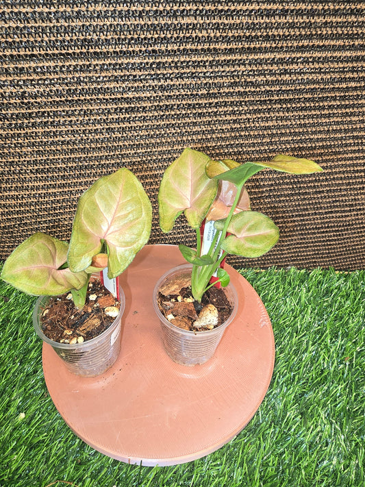 Syng. Strawberry Cream