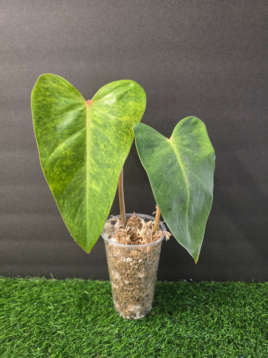 Philodendron Painted Lady