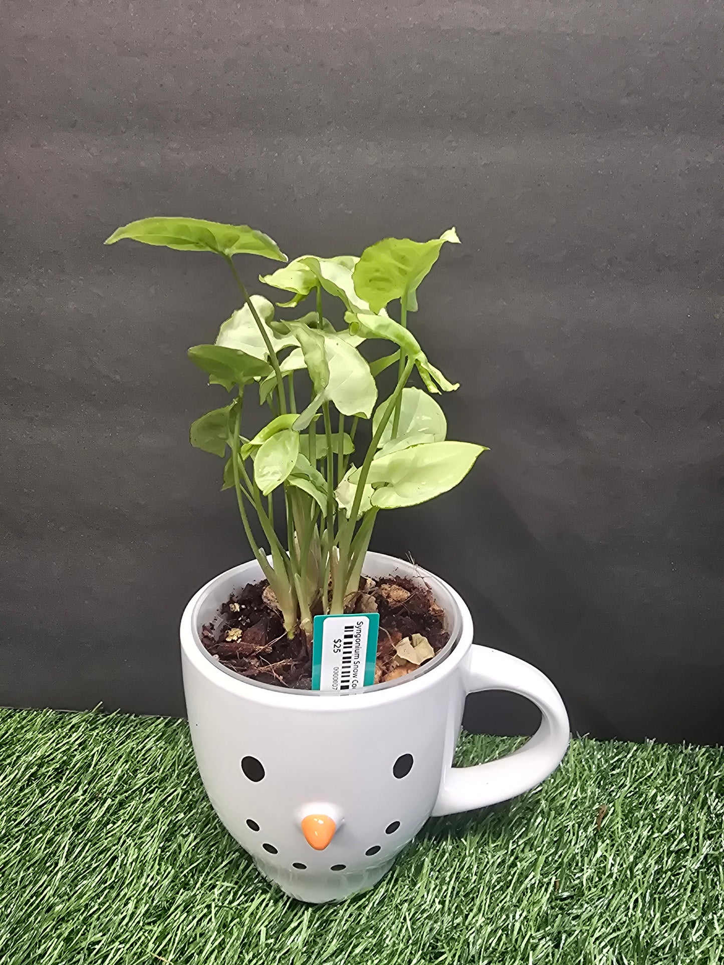Syngonium Snow Country 4" (Mug)