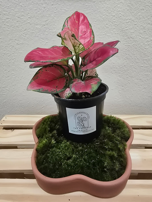 Aglaonema Red Beauty 4"