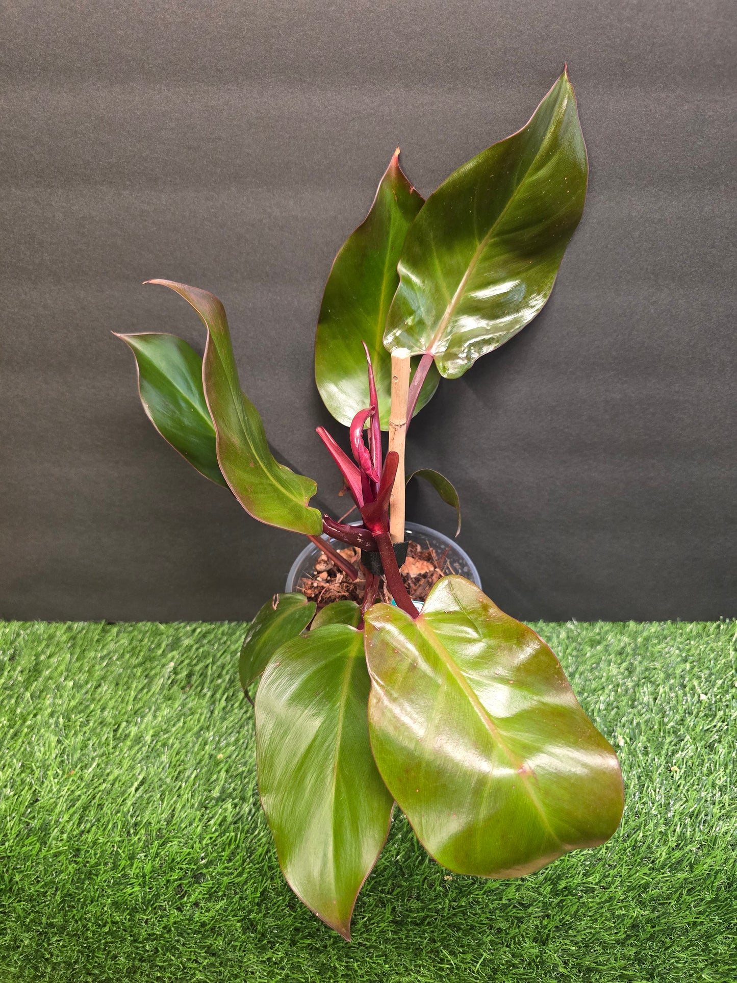 Philo McColleys Finale