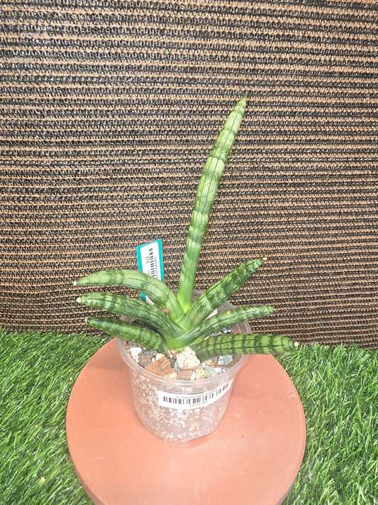 Sansevieria Starfish 4"
