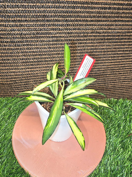 Hoya Wayetii Tricolor