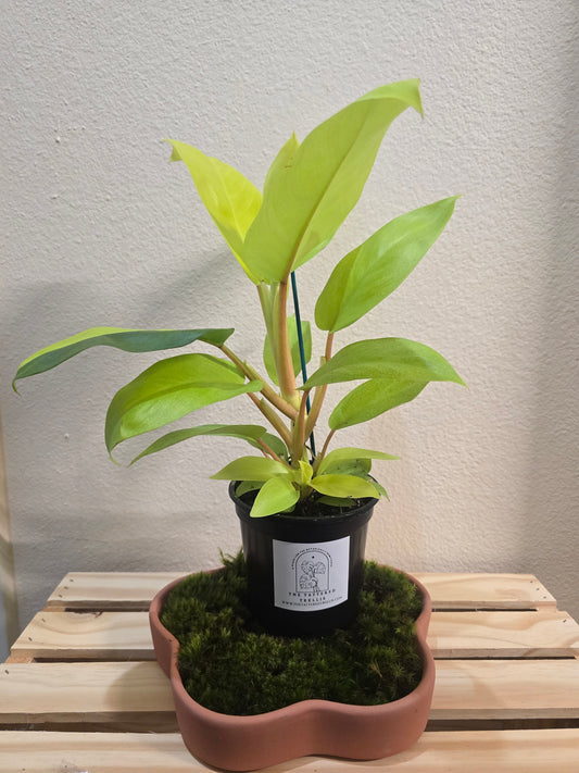 Philodendron Lemon Lime 4"