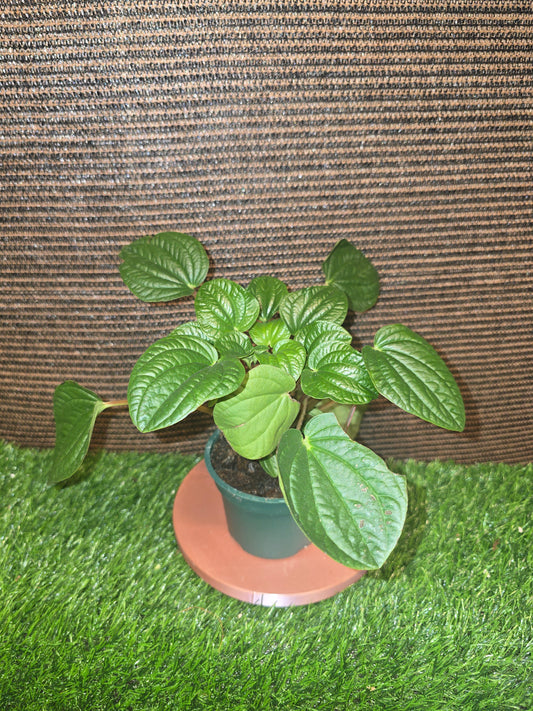 Peperomia Rana Verde