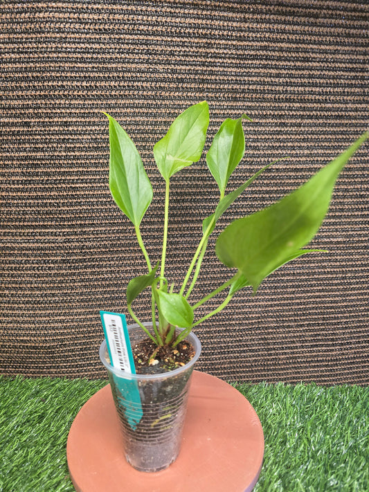 Antherium Pink Lilli