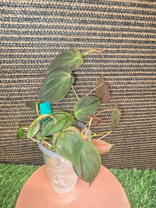 Philodendron Micans in moss