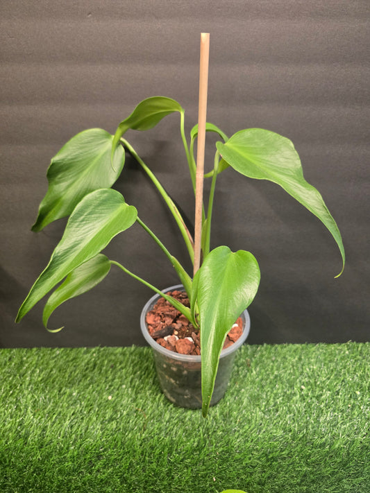 Monstera Burle Marx Flame 6"